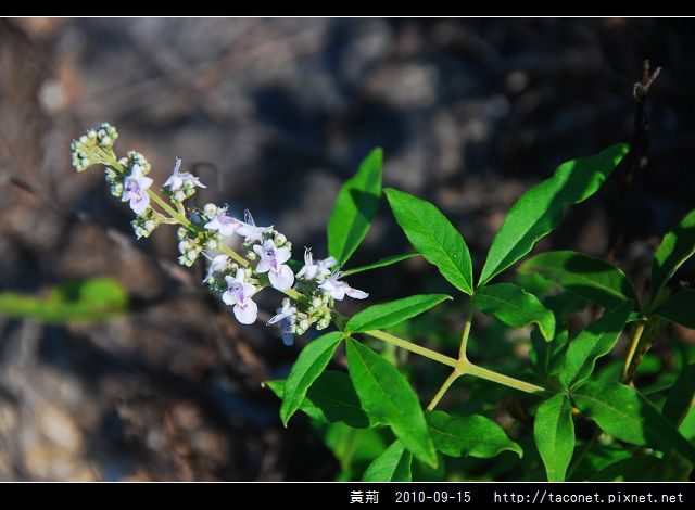 黃荊_08.jpg
