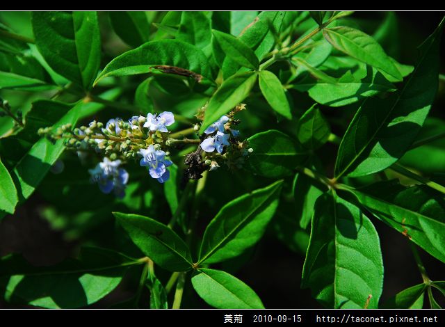 黃荊_07.jpg