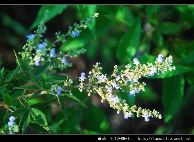 黃荊_06.jpg