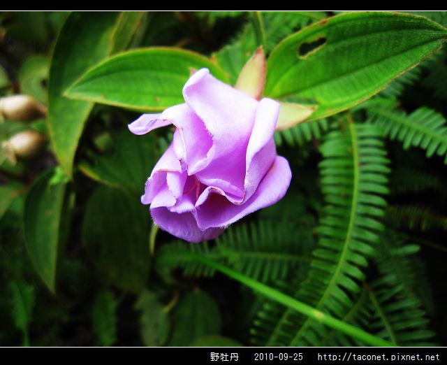野牡丹_07.jpg