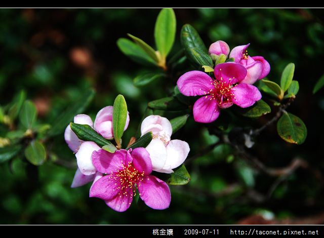 桃金孃_12.jpg
