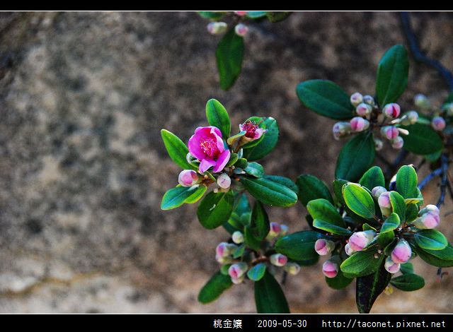 桃金孃_09.jpg