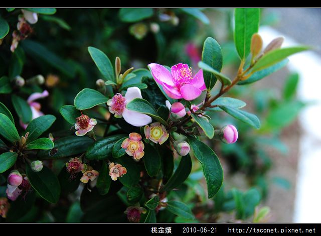 桃金孃_08.jpg