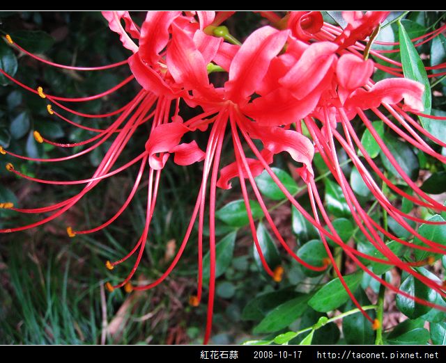 紅花石蒜_21.jpg