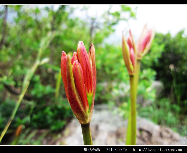 紅花石蒜_20.jpg