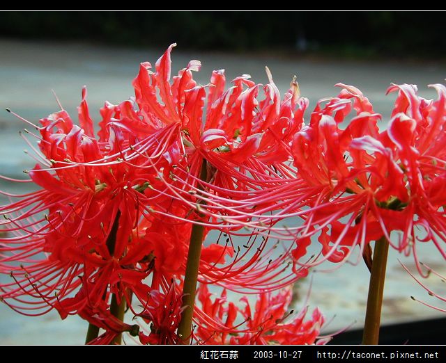 紅花石蒜_10.jpg