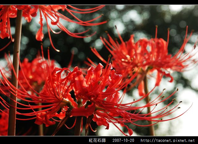 紅花石蒜_08.jpg