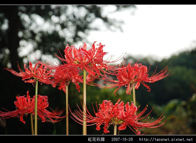 紅花石蒜_07.jpg