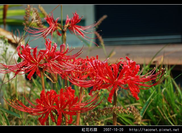 紅花石蒜_06.jpg