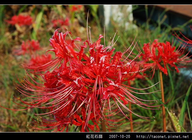 紅花石蒜_05.jpg