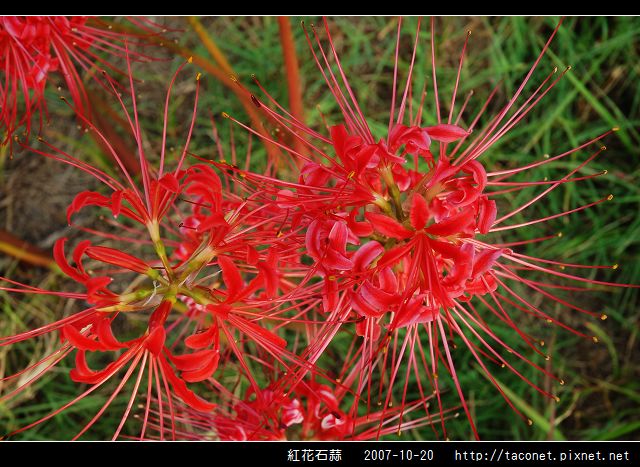 紅花石蒜_03.jpg