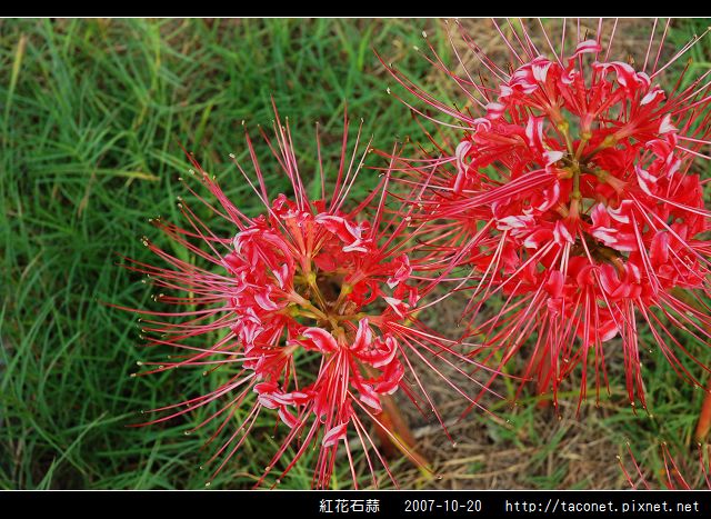 紅花石蒜_02.jpg