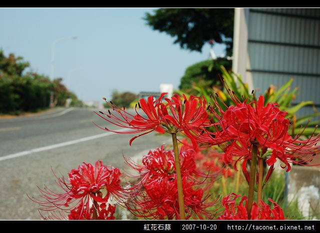 紅花石蒜_01.jpg