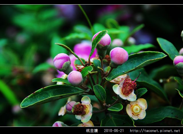 桃金孃_07.jpg