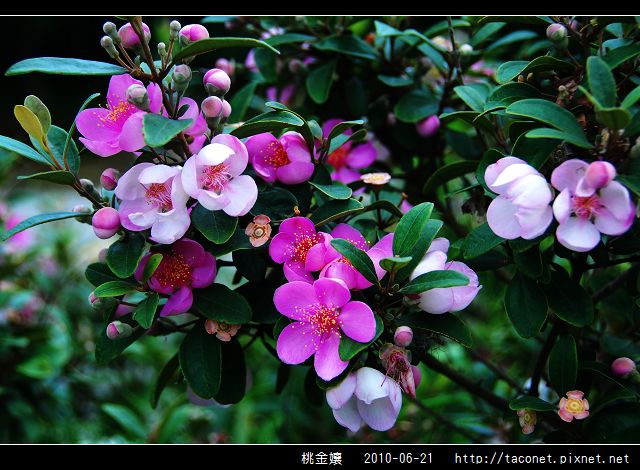 桃金孃_06.jpg
