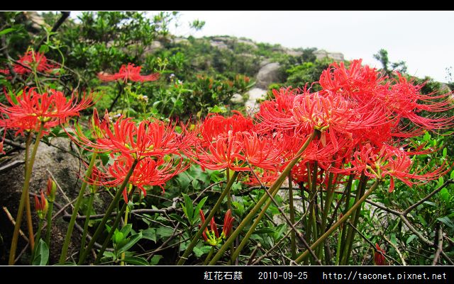 紅花石蒜_18.jpg