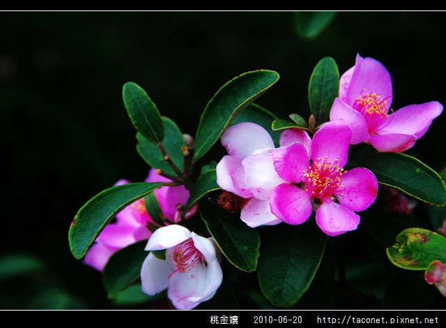 桃金孃_01.jpg