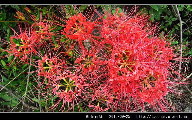 紅花石蒜_17.jpg