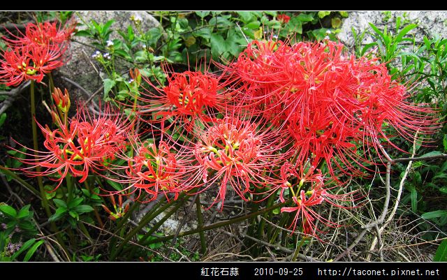 紅花石蒜_16.jpg