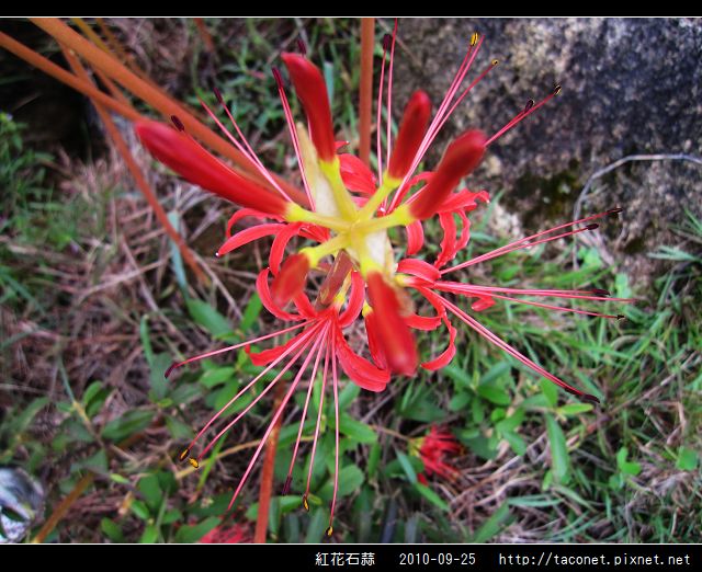 紅花石蒜_15.jpg