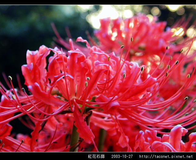 紅花石蒜_12.jpg