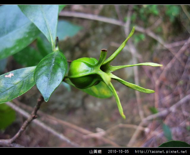 山黃梔_09.jpg