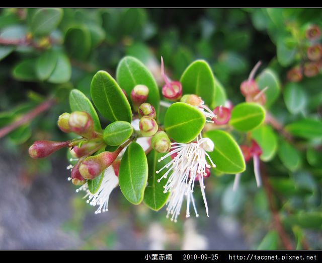 小葉赤楠_07.jpg