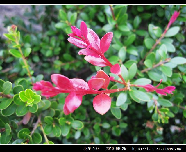 小葉赤楠_06.jpg