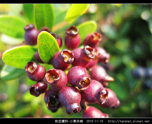 桃金孃科-小葉赤楠_18.jpg