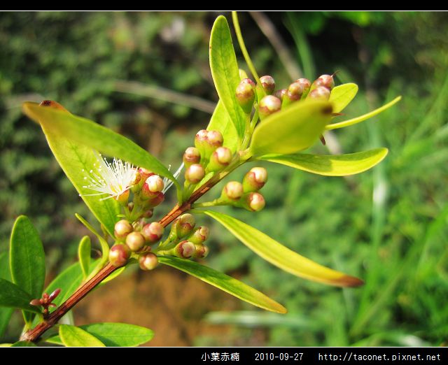 小葉赤楠_11.jpg
