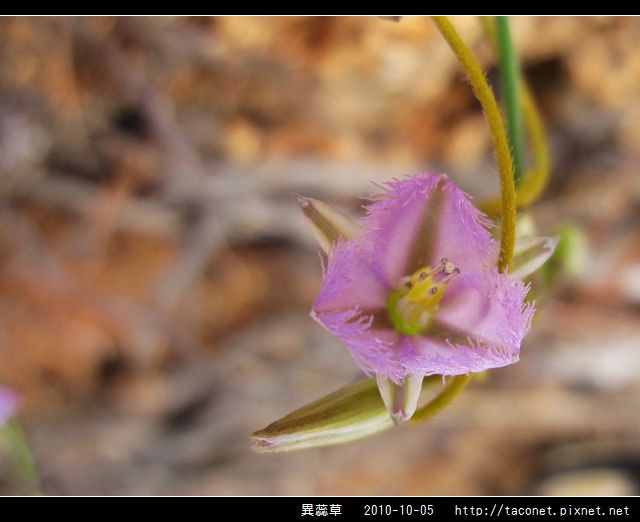 異蕊草_12.jpg