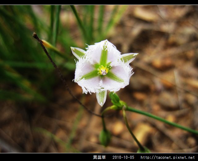 異蕊草_02.jpg
