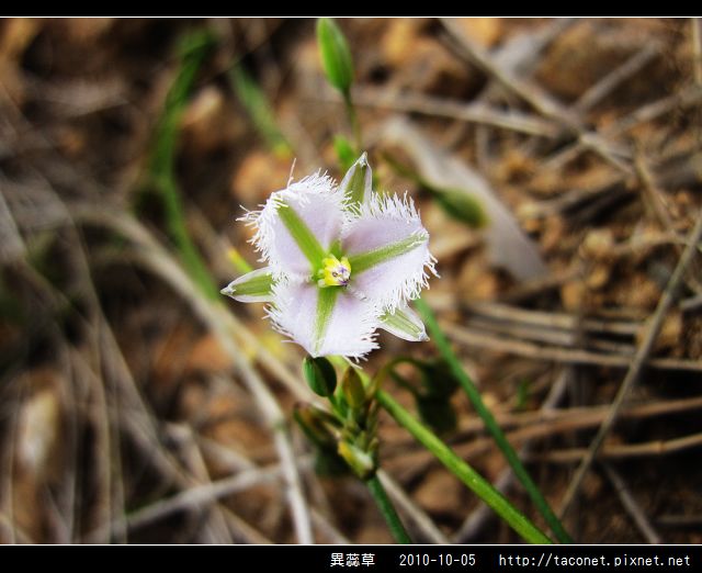 異蕊草_07.jpg