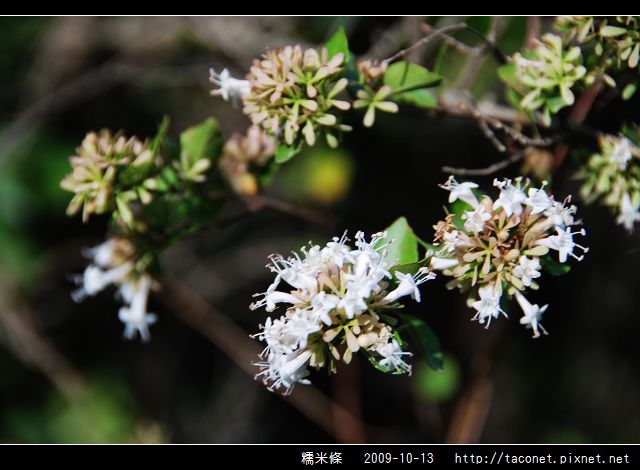 糯米條_06.jpg