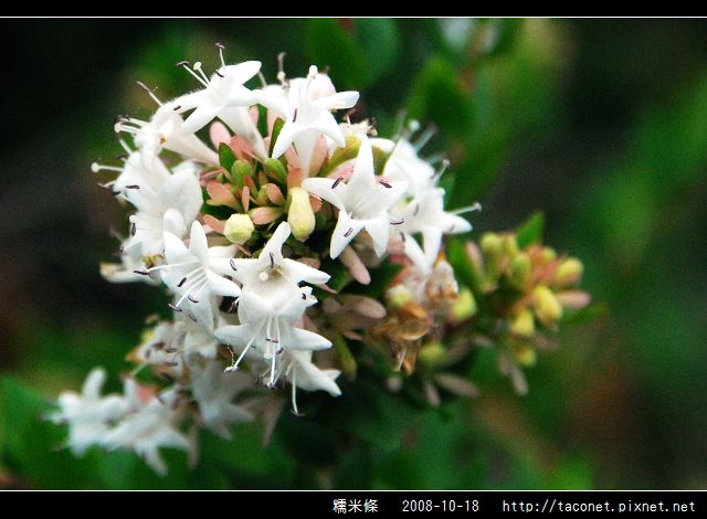 糯米條_03.jpg