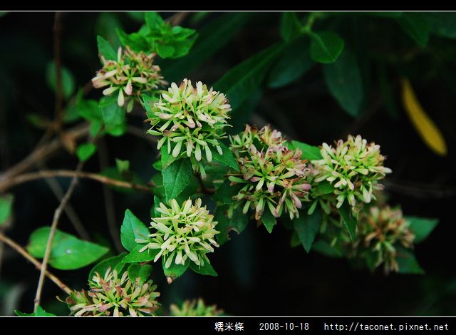 糯米條_01.jpg