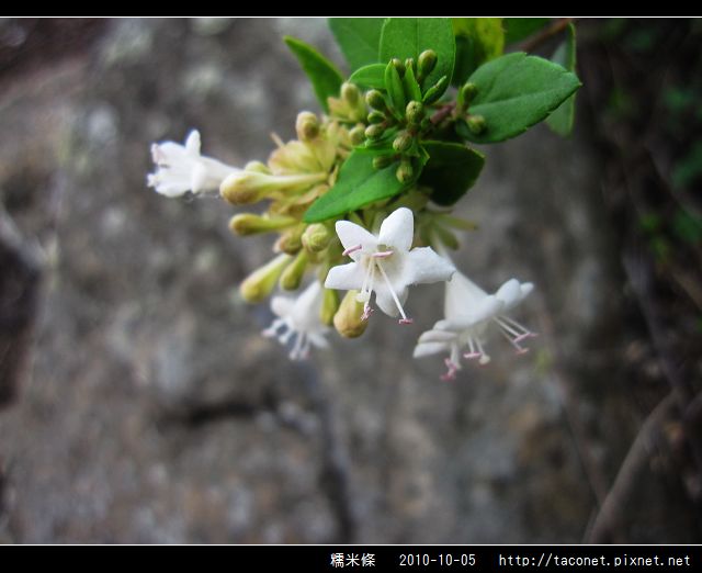 糯米條_11.jpg