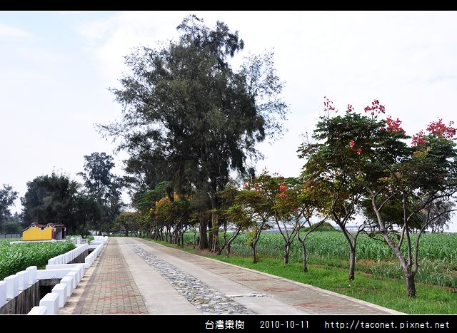 台灣欒樹_13.jpg