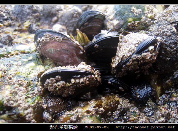 紫孔雀殼菜蛤_07.jpg