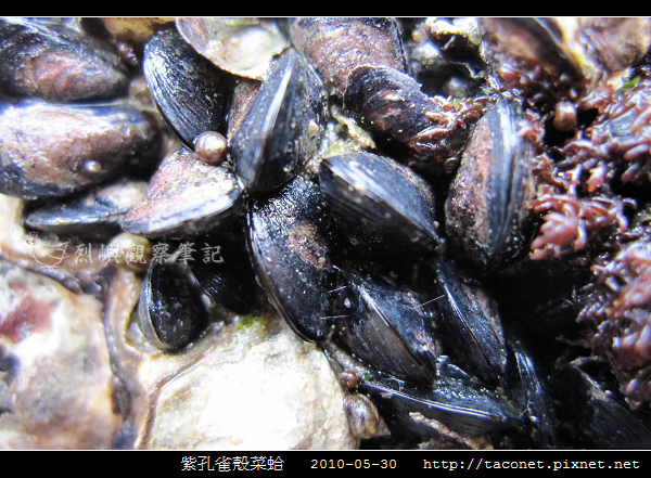 紫孔雀殼菜蛤_06.jpg