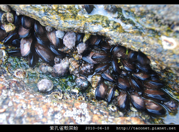 紫孔雀殼菜蛤_01.jpg