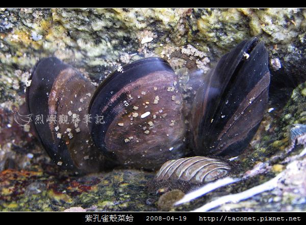 紫孔雀殼菜蛤_03.jpg