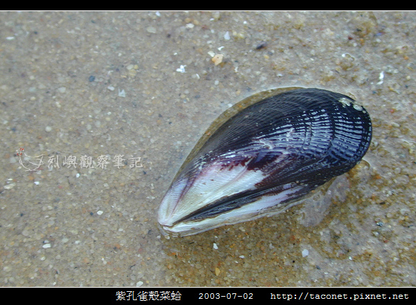 紫孔雀殼菜蛤_02.jpg