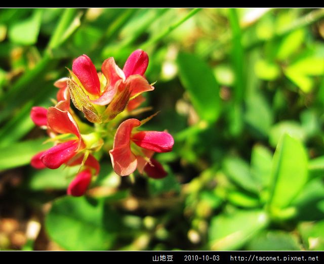 山地豆_10.jpg