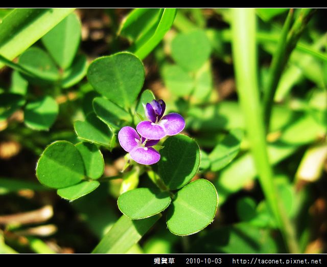蠅翼草_05.jpg
