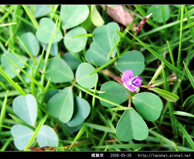 蠅翼草_04.jpg