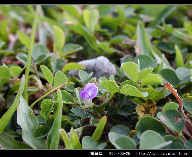蠅翼草_03.jpg