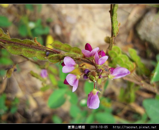 變葉山螞蝗相簿封面