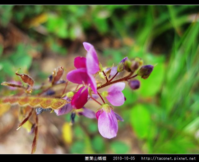 變葉山螞蝗_06.jpg