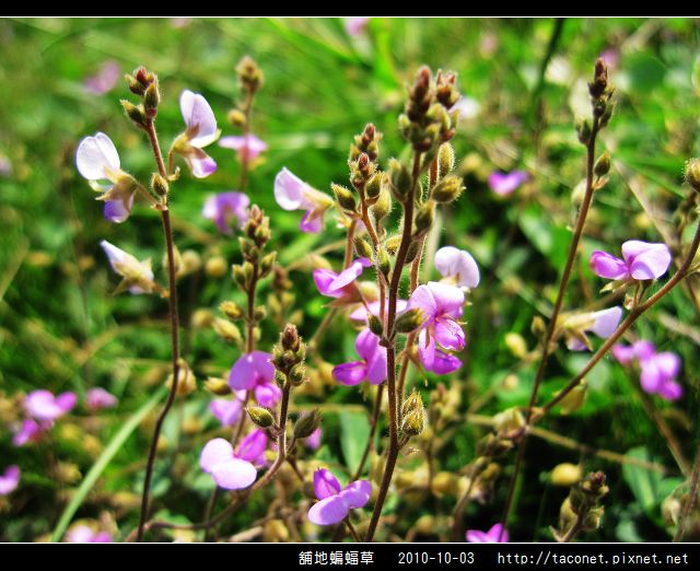 舖地蝙蝠草_06.jpg